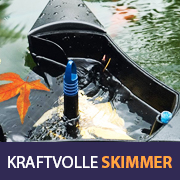 Es ist Herbst und die verfärbten Blätter landen auch im Teich