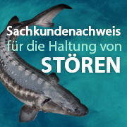 Sachkundenachweis für die Haltung von Stören