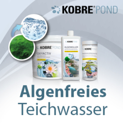 Klares Wasser im Gartenteich