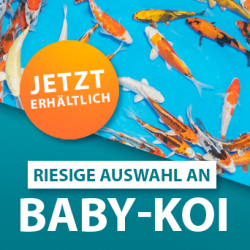 Baby Koi jetzt im Verkauf