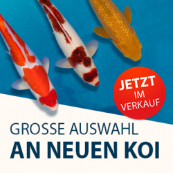Neue Koi 2025
