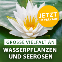 Wasserpflanzen und Seerosen im Verkauf