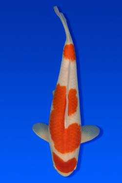 Kohaku