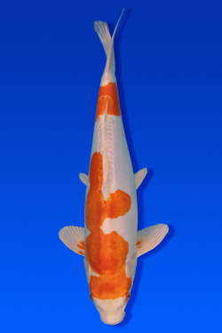 Kikusui