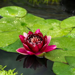 Seerose (Nymphaea) Black Princess Einpflanztiefe Zone 4, Farbe Dunkelrot