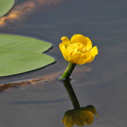 Seerose Nuphar Lutea Einpflanztiefe Zone 4, Farbe Gelb