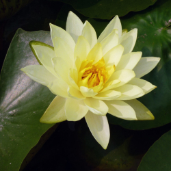 Seerose (Nymphaea) Yellow Sensation Einpflanztiefe Zone 4, Farbe Gelb