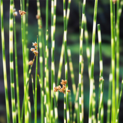Wasserpflanze Scirpus Tabermont 