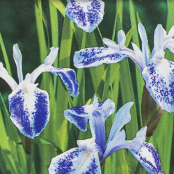 Wasserpflanze Iris Laevigata Mottled Beauty Geeignet zur Bepflanzung der Schwimminsel