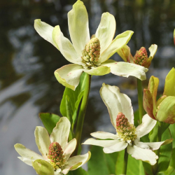 Wasserpflanze Anemopsis Californica Geeignet zur Bepflanzung der Schwimminsel